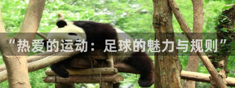 MK体育官方正版app娱乐:“热爱的运动:足球的魅力与规则”